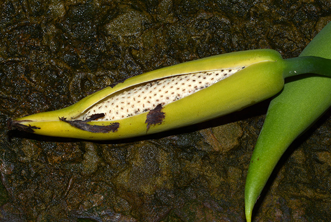 Rhaphidophora bogneri