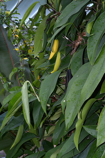 Rhaphidophora bogneri