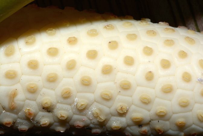 Rhaphidophora bogneri