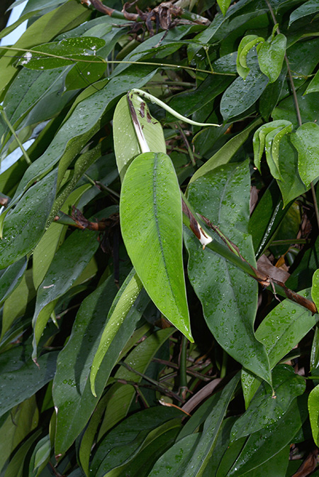 Rhaphidophora bogneri