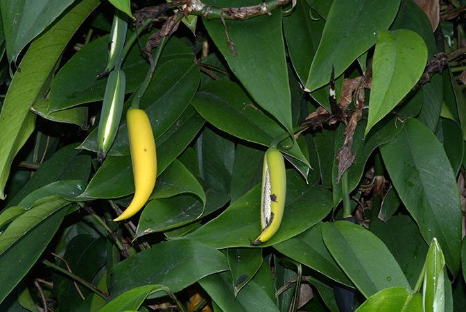 Rhaphidophora bogneri