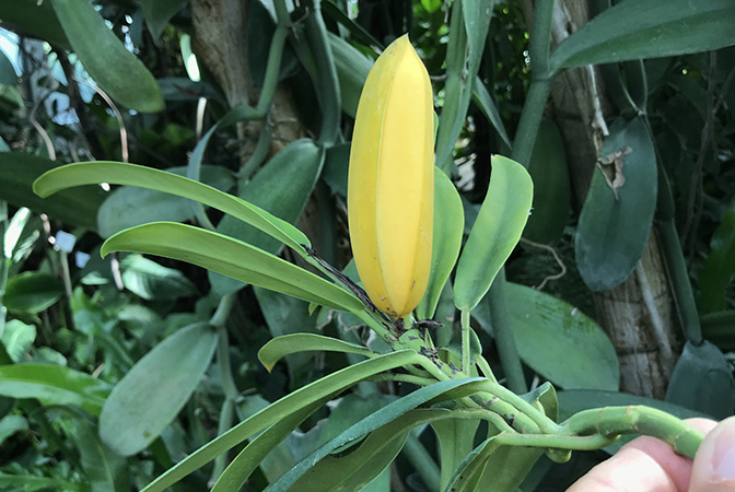Rhaphidophora crassifolia