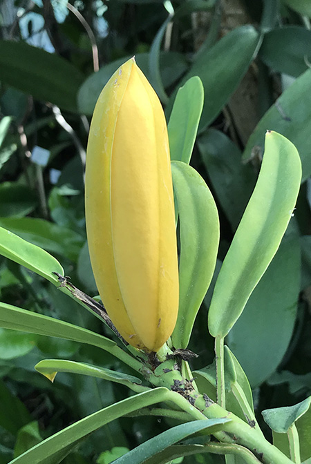 Rhaphidophora crassifolia