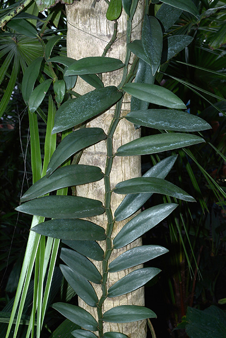 Rhaphidophora crassifolia