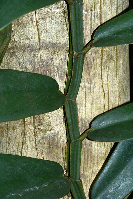 Rhaphidophora crassifolia