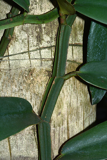 Rhaphidophora crassifolia