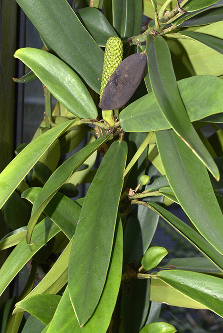 Rhaphidophora crassifolia