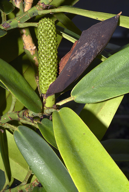 Rhaphidophora crassifolia