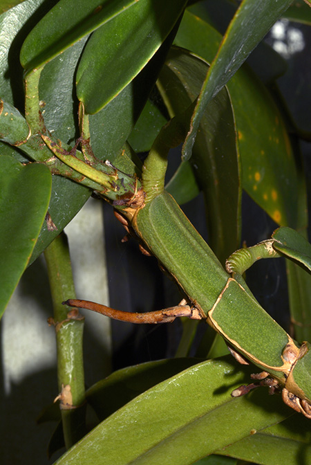 Rhaphidophora crassifolia
