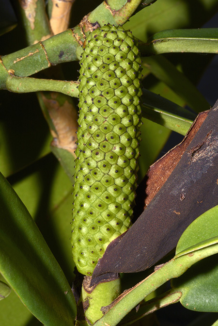 Rhaphidophora crassifolia