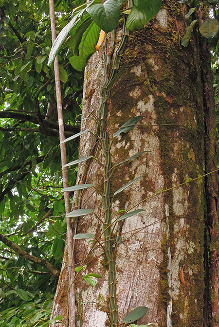 Rhaphidophora crassifolia