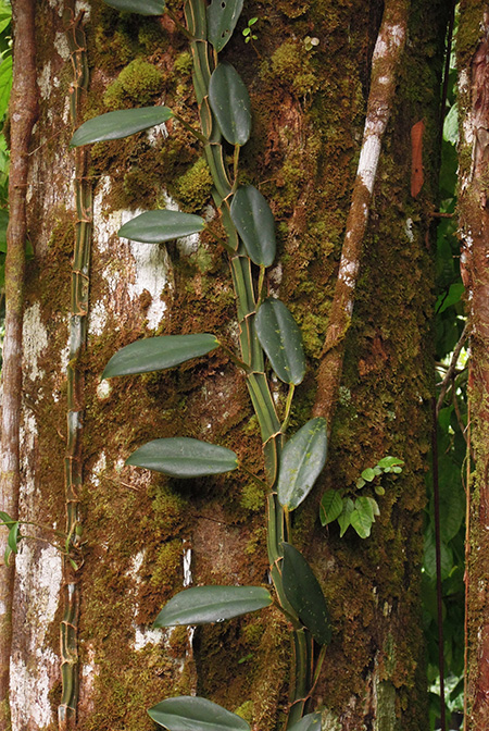 Rhaphidophora crassifolia