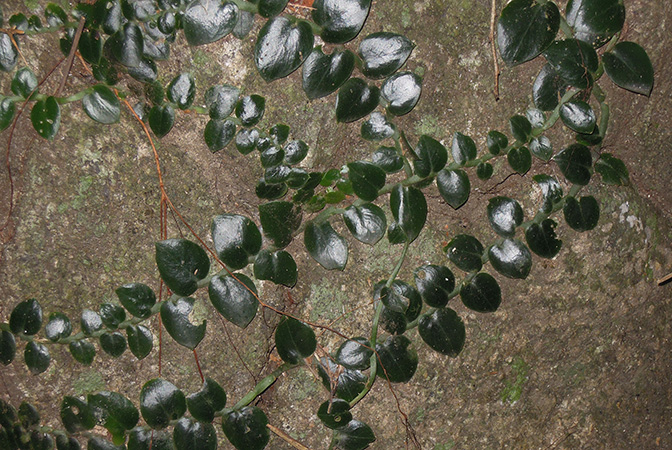 Rhaphidophora crassifolia