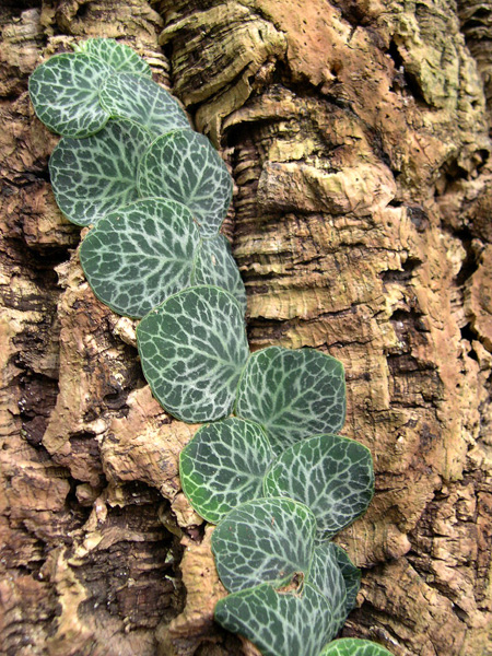 Rhaphidophora cryptantha