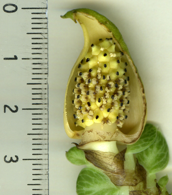 Rhaphidophora cryptantha