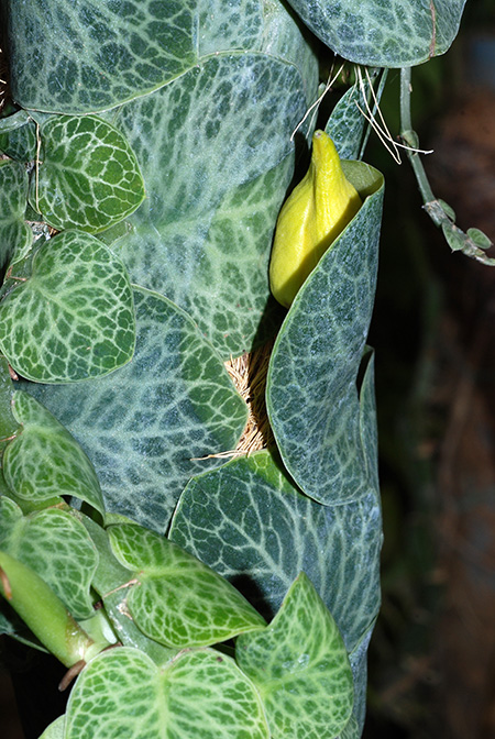Rhaphidophora cryptantha