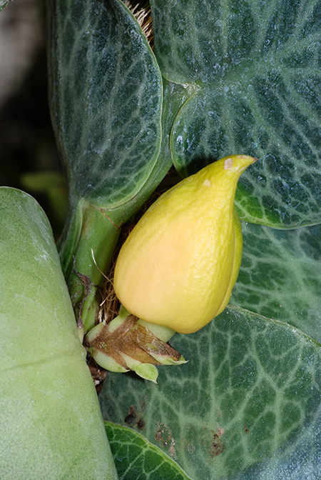 Rhaphidophora cryptantha