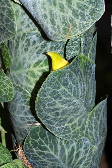 Rhaphidophora cryptantha