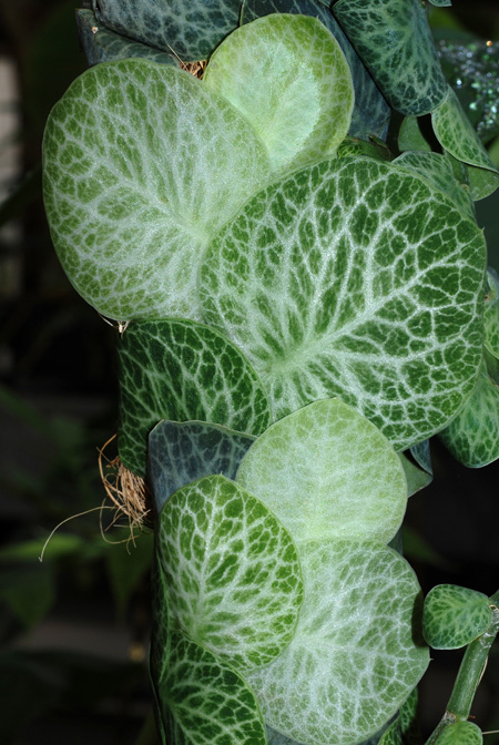 Rhaphidophora cryptantha