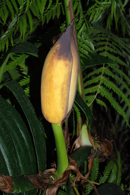 Rhaphidophora decursiva