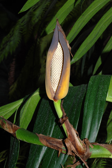 Rhaphidophora decursiva