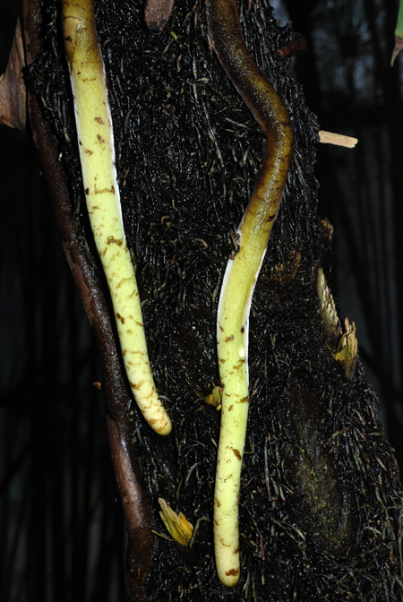 Rhaphidophora decursiva