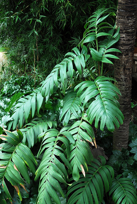 Rhaphidophora decursiva