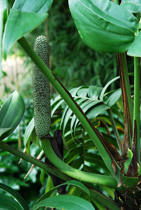 Rhaphidophora decursiva
