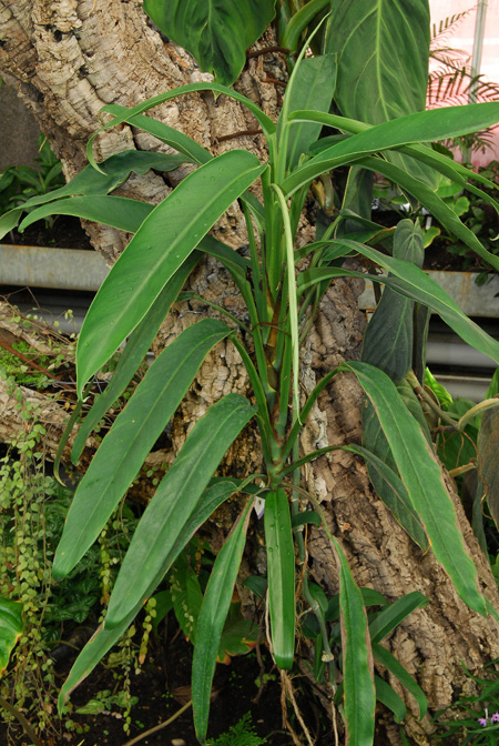 Rhaphidophora discolor