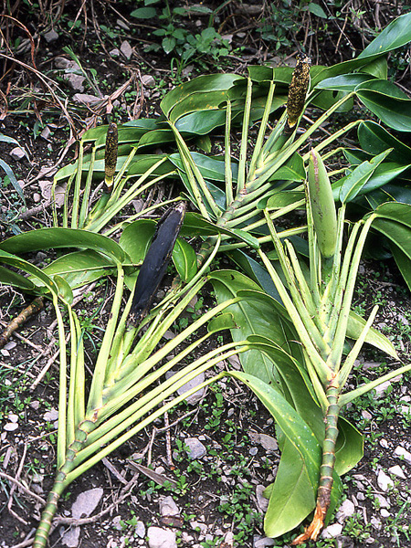 Rhaphidophora discolor