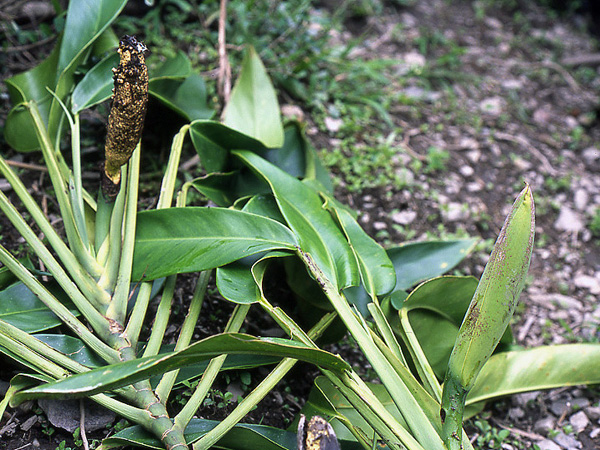 Rhaphidophora discolor