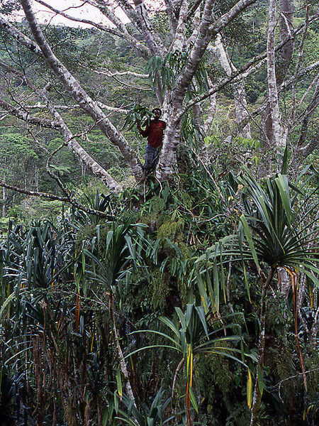 Rhaphidophora discolor