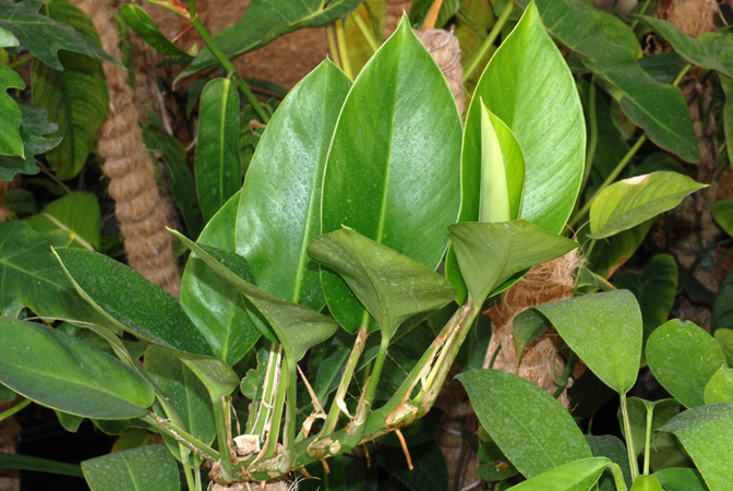 Rhaphidophora elliptifolia