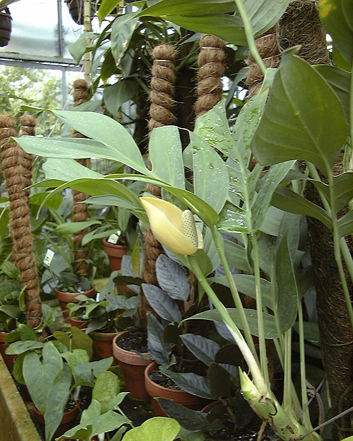 Rhaphidophora glauca