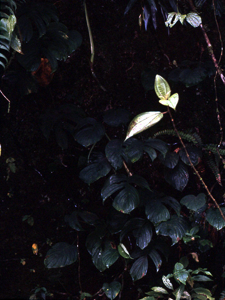 Rhaphidophora glauca