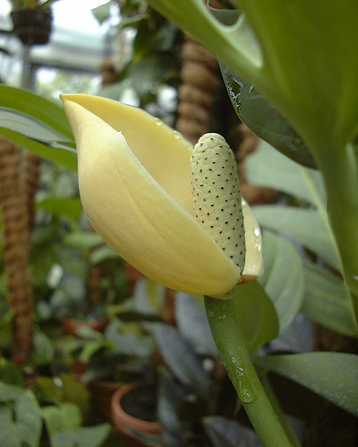 Rhaphidophora glauca