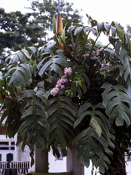Rhaphidophora grandis