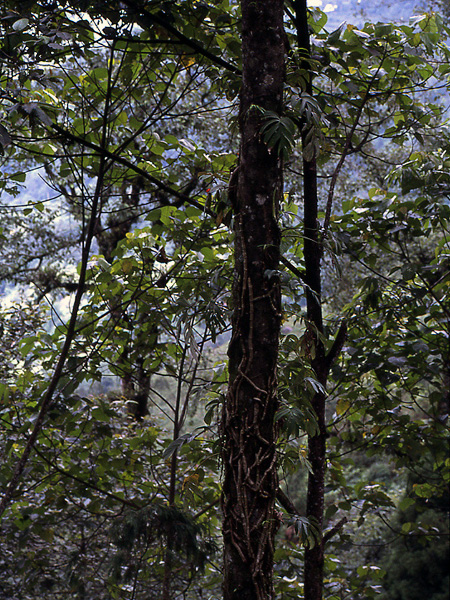 Rhaphidophora grandis