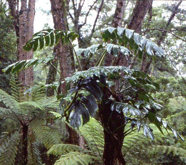 Rhaphidophora grandis