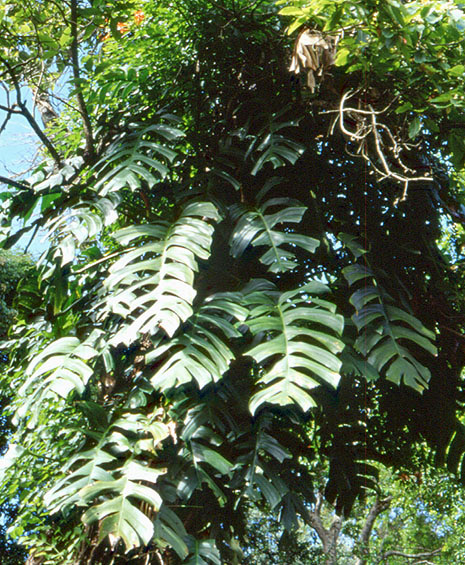 Rhaphidophora grandis