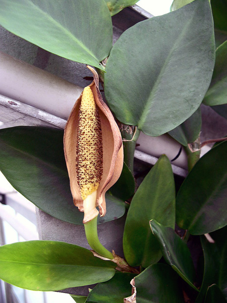 Rhaphidophora hayi