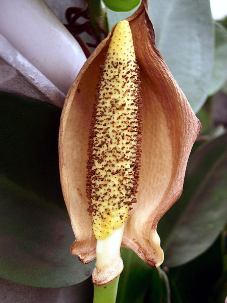 Rhaphidophora hayi