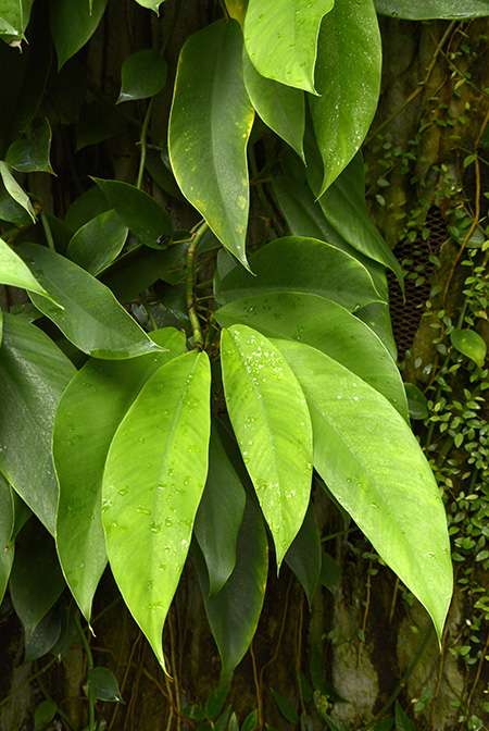 Rhaphidophora hongkongensis