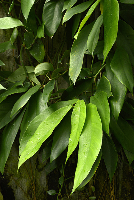 Rhaphidophora hongkongensis