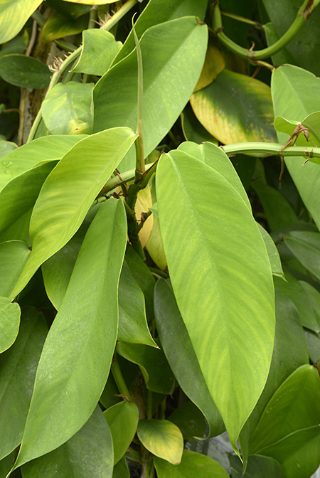 Rhaphidophora hongkongensis