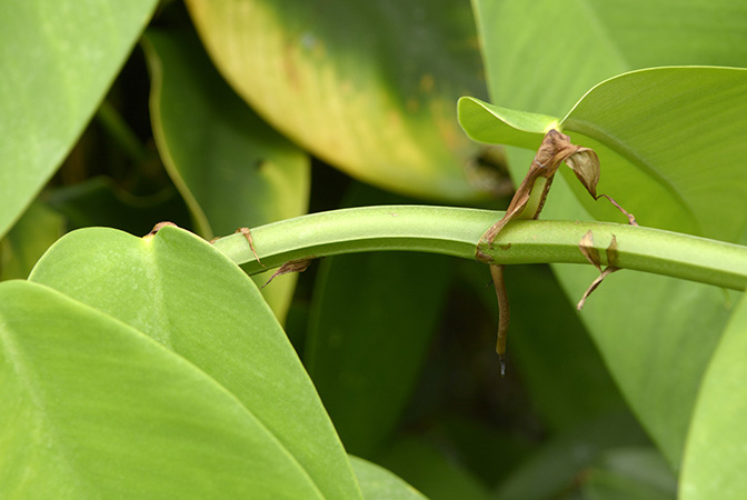 Rhaphidophora hongkongensis