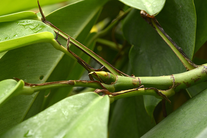 Rhaphidophora hongkongensis