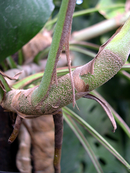 Rhaphidophora hookeri