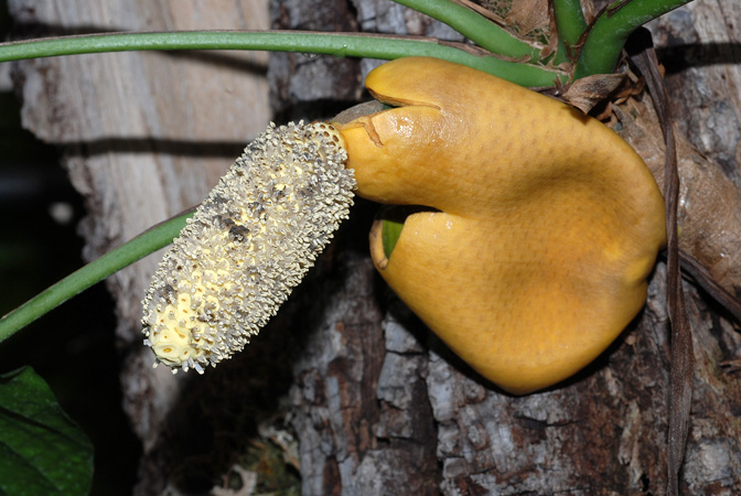 Rhaphidophora hookeri
