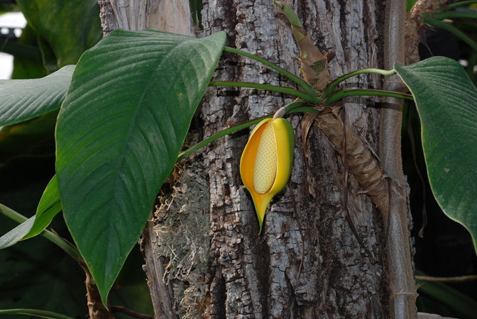 Rhaphidophora hookeri
